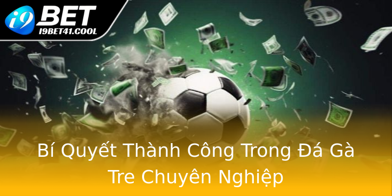 Bí Quyết Thành Công Trong Đá Gà Tre Chuyên Nghiệp Bí Quyết Thành Công Trong Đá Gà Tre Chuyên Nghiệp
